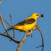 Golden Oriole